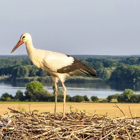 Dvorce Trebon